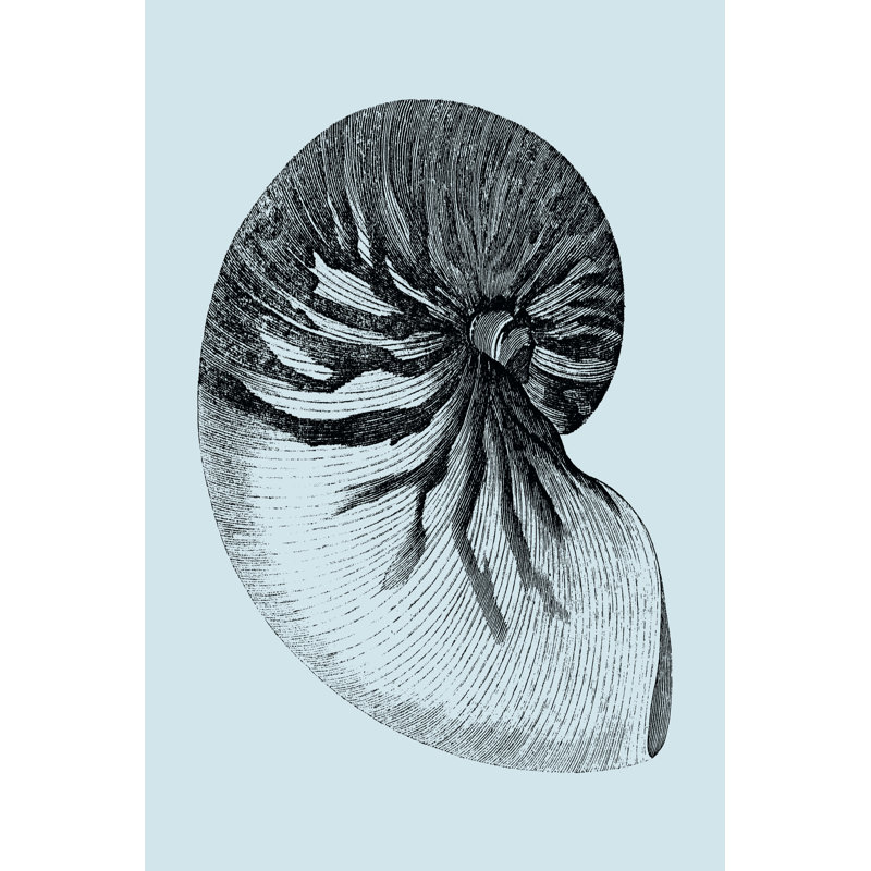 Shells On Aqua II, 46cm H x 30cm W