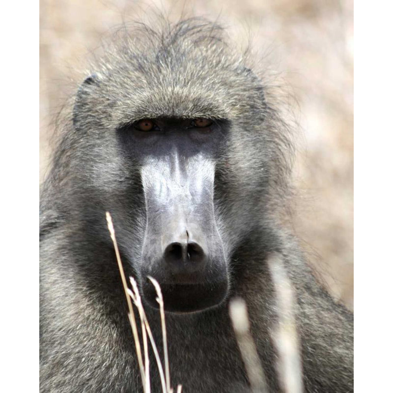 «Latitude Run® Underdahl», art sur toile tendue par Dana Gallery: Baboon Portrait I