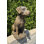 Labrador