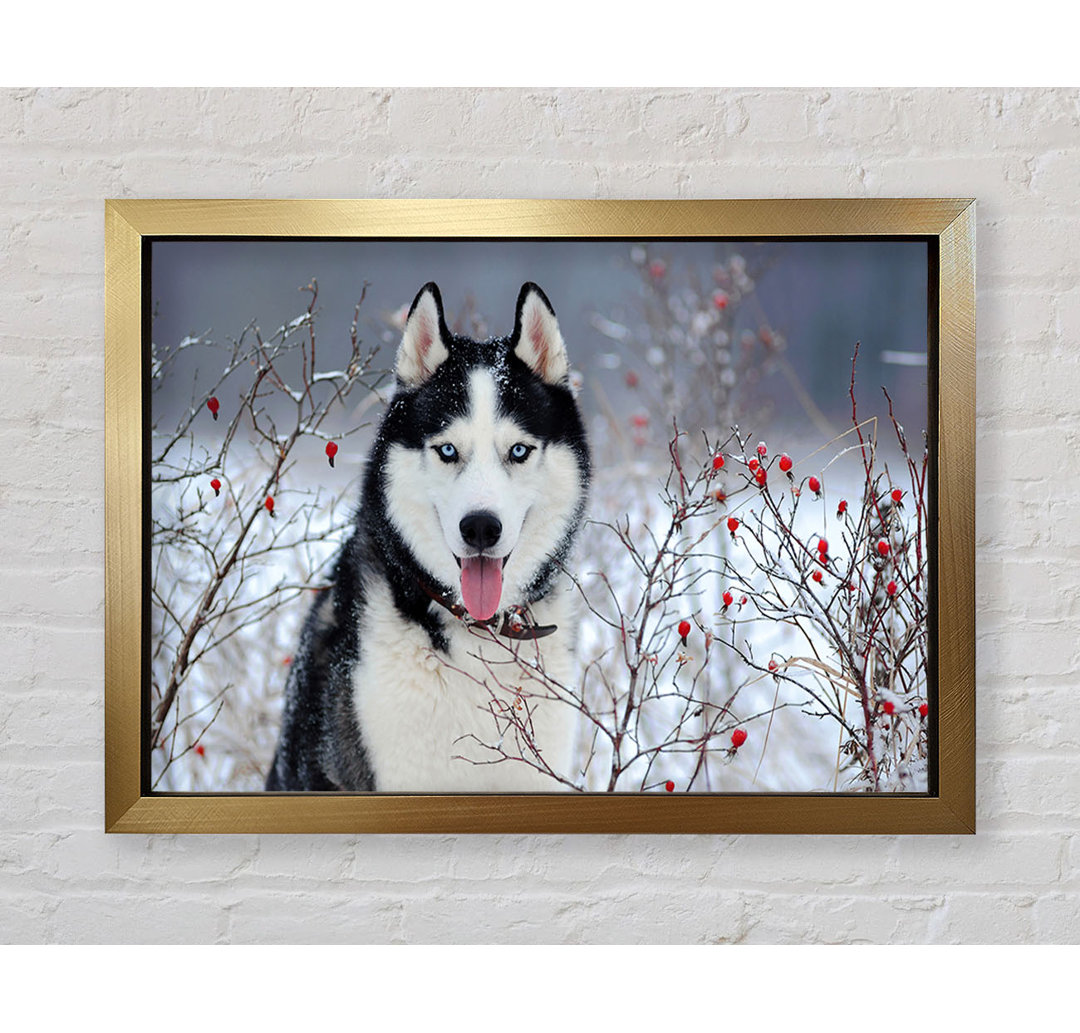 Husky Hund Im Winter Gerahmter Druck Wandkunst