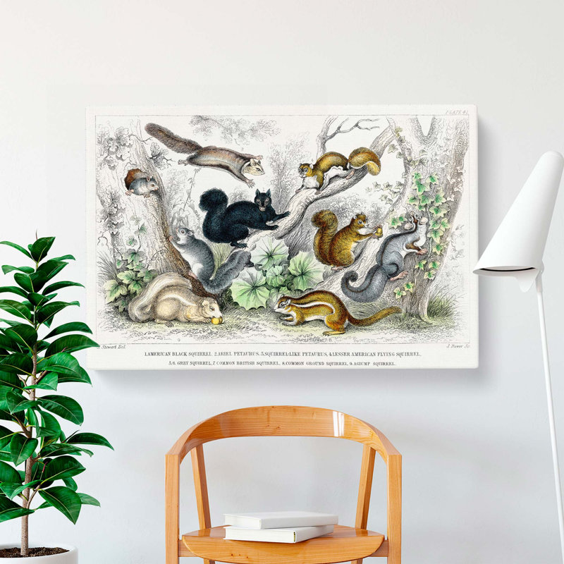 Collection Of Squirrels by Oliver Goldsmith - Wrapped Canvas, 35cm H x 50cm W x 3cm D
