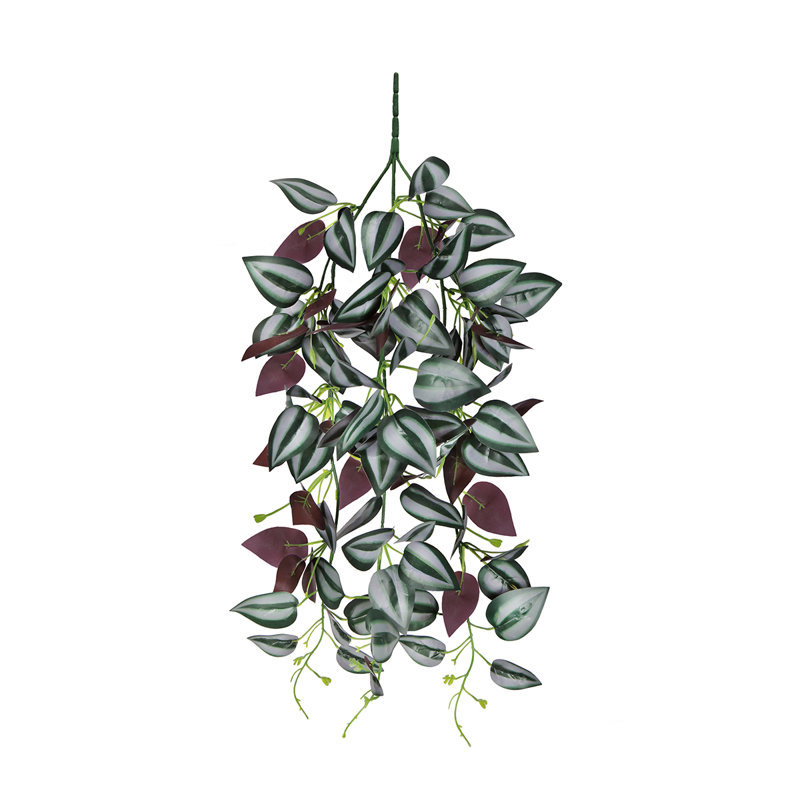 Plante suspendue 27 po Tradescantia Spiderwort