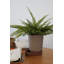 Sip Planter-1509940481