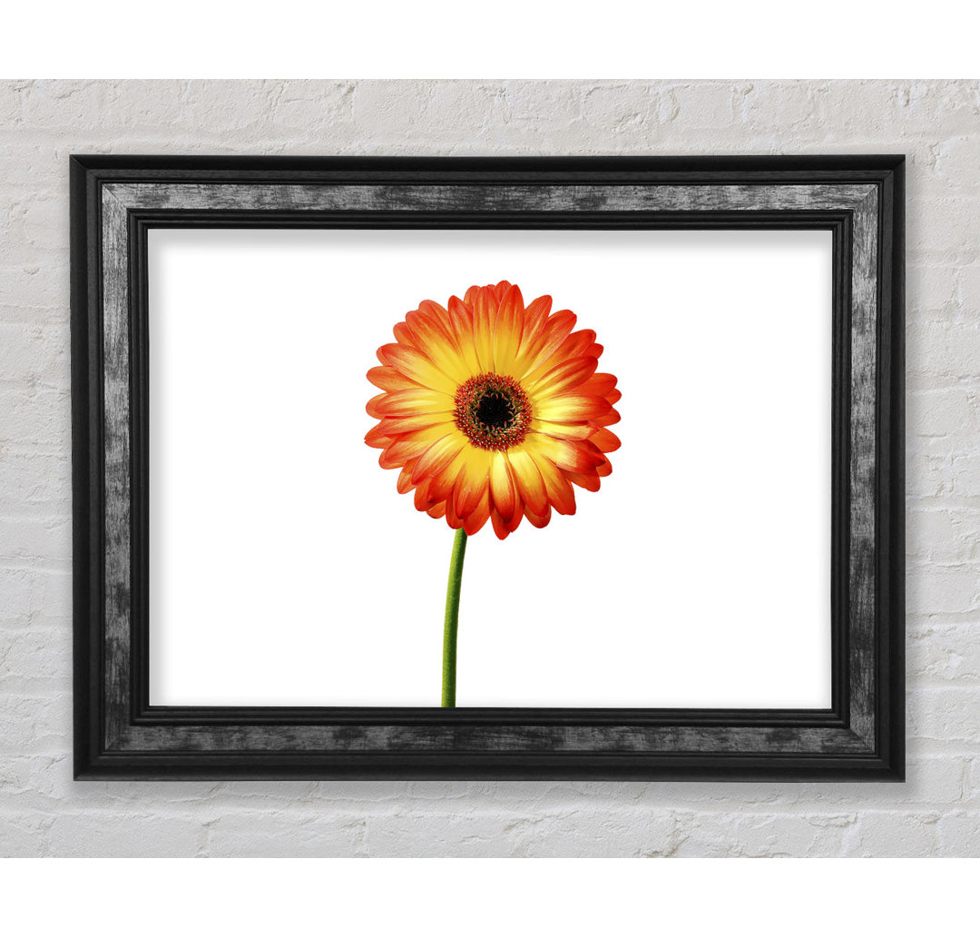 Orange Gerbera - Einzelner Bilderrahmen Kunstdrucke