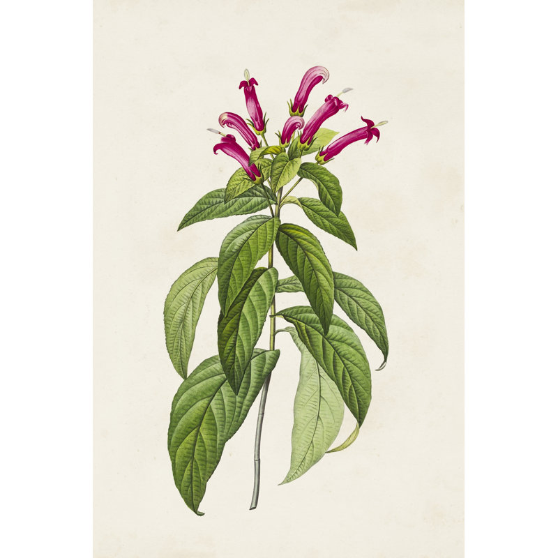 Pretty Pink Botanicals VIII - Painting on Canvas, 122 cm H x 81 cm W, Black Floater Framed