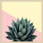«Agave 04» par Lafe Wood, reproduction d'art encadrée-187295664