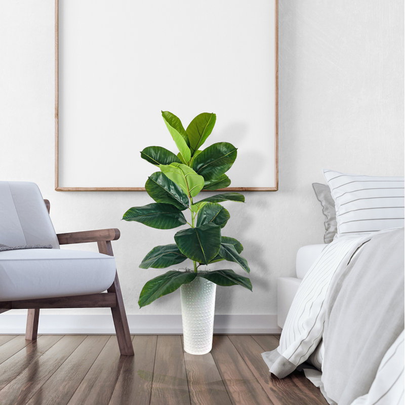4-Foot Rubber Plant in Dotted White Metal Planter