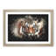 Tiger - Framed Print-56863954-56863956