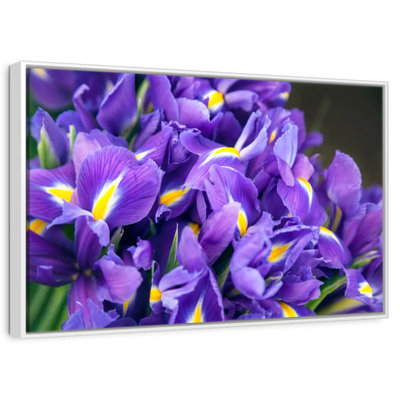 Violet iris