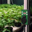 Contrôleur de thermostat numérique à tapis chauffant pour la germination des graines, l'enracinement, les reptiles et l'infusion, noir