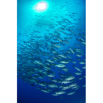 Red Snapper - Wrapped Canvas Print