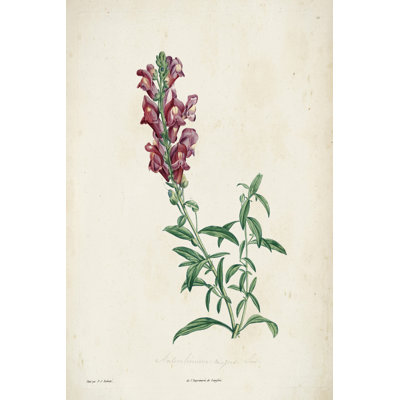 Botanique traditionnel I