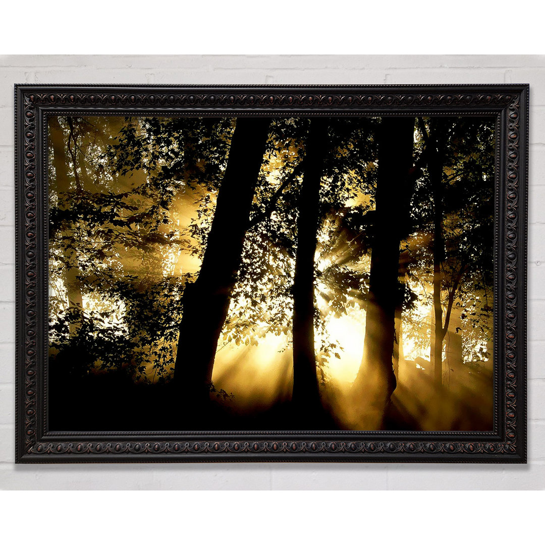 Silveren Sun Beam Forest - Druck