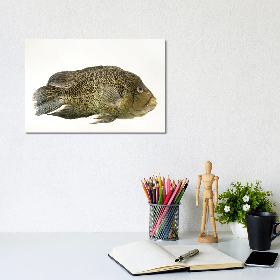 A Sinaloan Cichlid At The Arizona Sonora Desert Museum von Joel Sartore - Galerie-verpackte Leinwand Giclée auf Leinwand