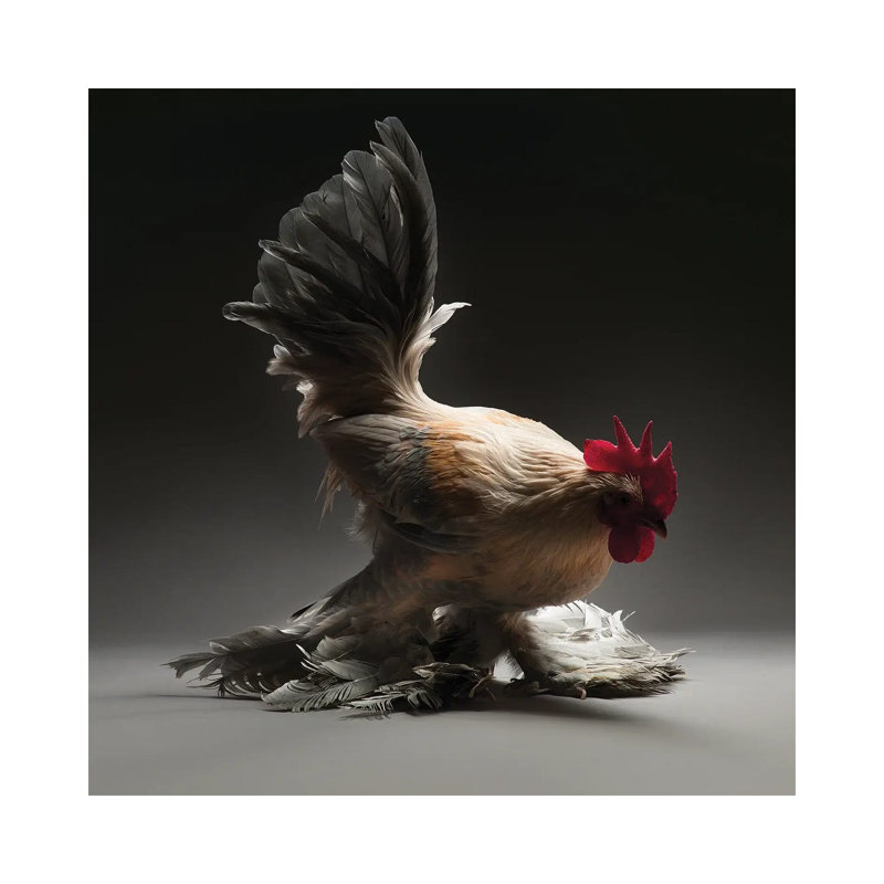 Booted Bantam - Wrapped Canvas Print, 30.48 cm H x 30.48 cm W