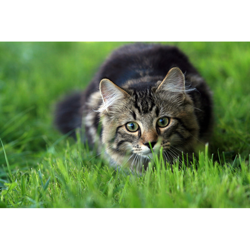 Ready For Attack - Wrapped Canvas Print, 81cm H x 122cm W x 3.8cm D