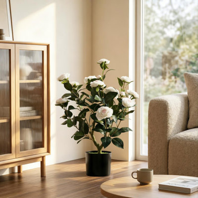 65cm Plant