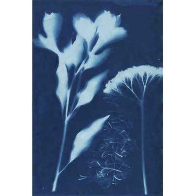 Cyanogramme n ° 15