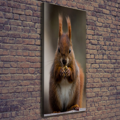 Squirrel - Wrapped Canvas Print