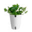 16'' Devil's Ivy Plant in Planter