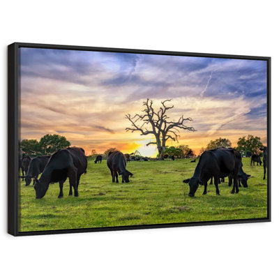 Grazing Aberdeen Angus