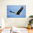 Brampt Gliding Bald Eagle-107689087