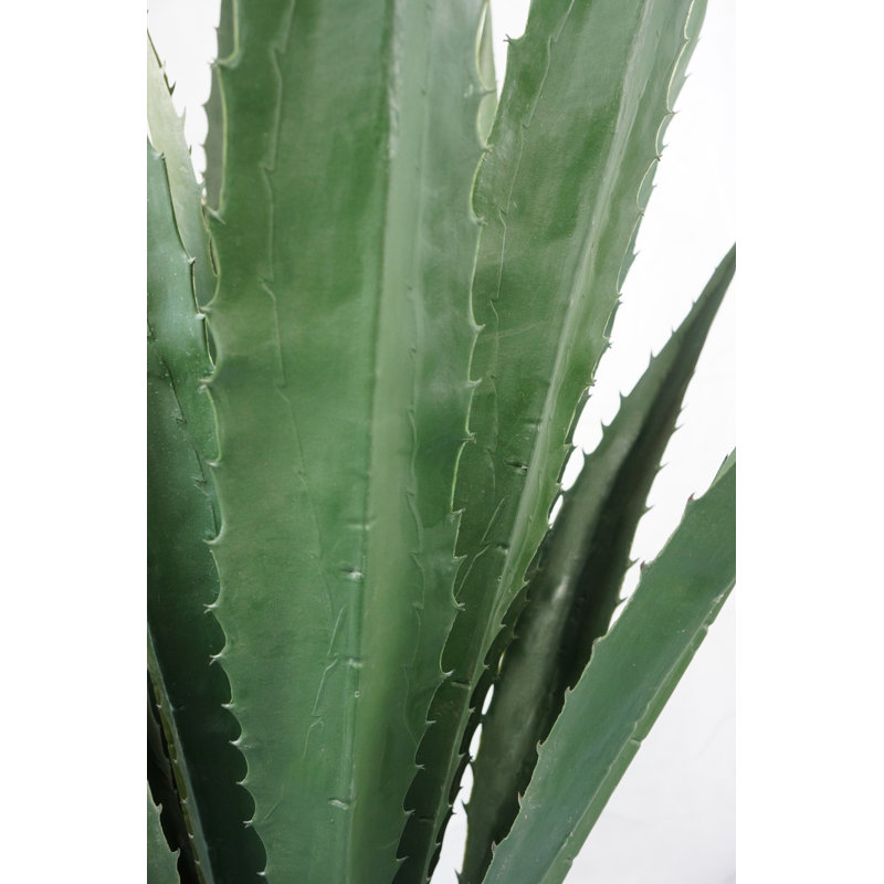 Agave d'intérieur / extérieur Panama en pot, H 64,5 po x l 36 po x P 36 po, Vert foncé
