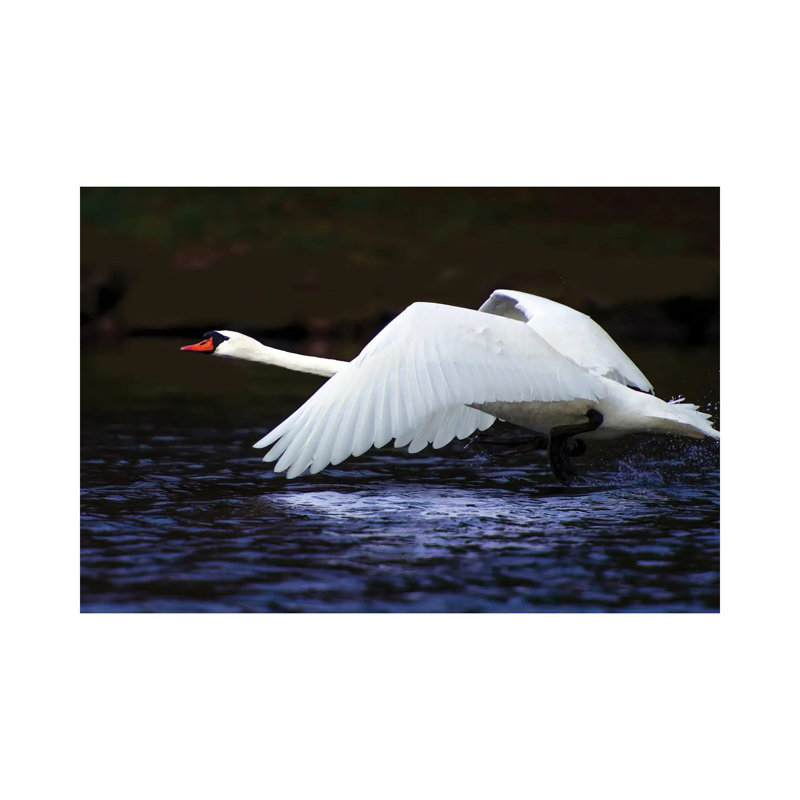 Blue Flight by David Gardiner - Wrapped Canvas Print, 30.48cm H x 45.72cm W