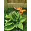 Assortiment de 7 insectes sur un piquet de jardin