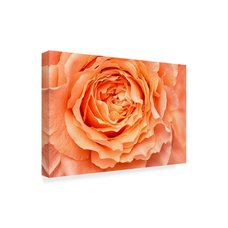« orange rose closes », reproduction de photo sur toile tendue, H 12 po x l 19 po x P 2 po