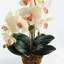Stiles Handmade Light Pink Orchid with Root Ball