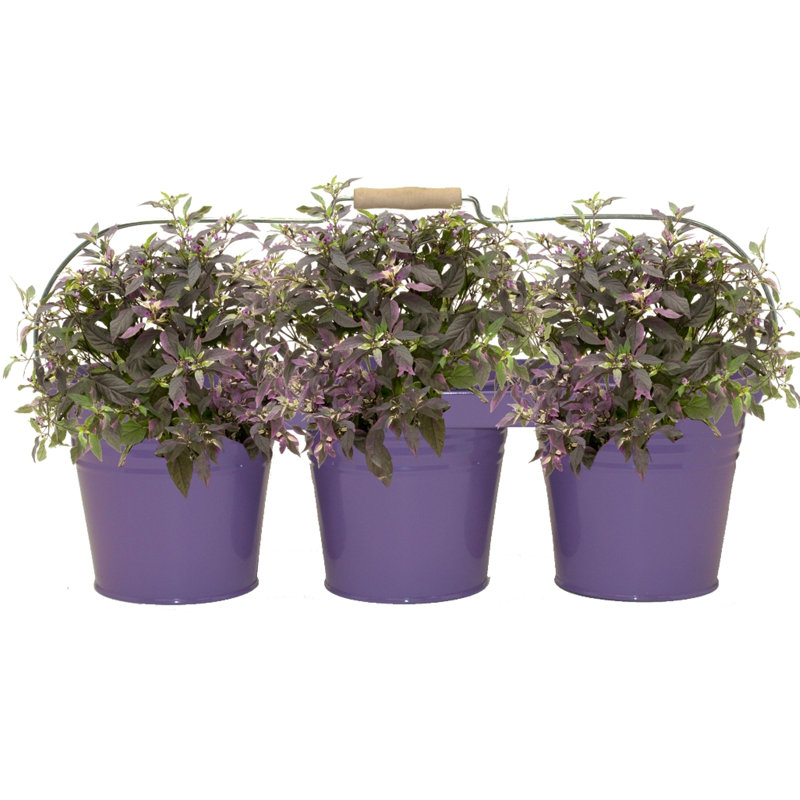 Cherukumilli Metal Pot Planter, Violet, 6.5" H x 21" W x 7" D