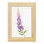 Annie's Foxglove II-117257998-117258043