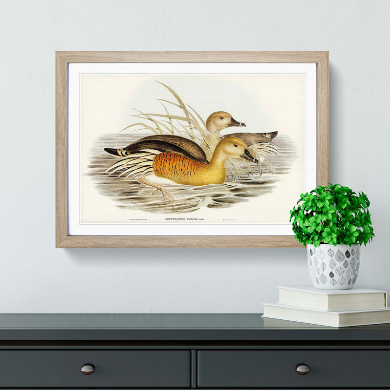 Eyton's Duck by Elizabeth Gould - Picture Frame Painting Print, Oak Framed, 27cm H x 36cm W x 2cm D