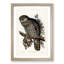 Powerful Owl by Elizabeth Gould - Picture Frame Painting Print-55601769-55601770