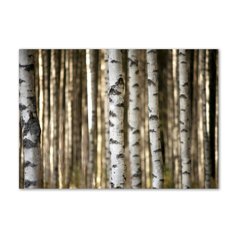 Birches - Wrapped Canvas Print