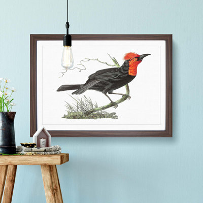 Black Tanager Bird by George Shaw - Framed Print