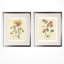 « pressed pansy »-2 pièces, ensemble de 2 reproductions de photos sur papier-28785926
