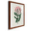 Protea N13 - Peinture encadrée-841114264-841114261