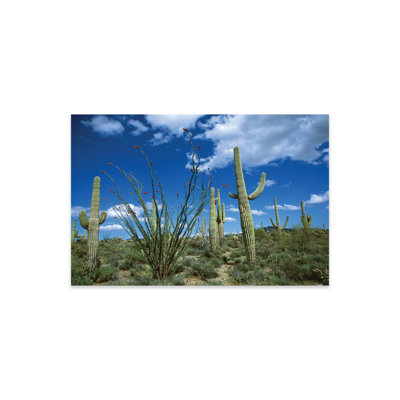 Cactus Saguaro, cactus Ocotillo et poire épineuse Cholla sur plastique / acrylique par Tom Vezo, peinture