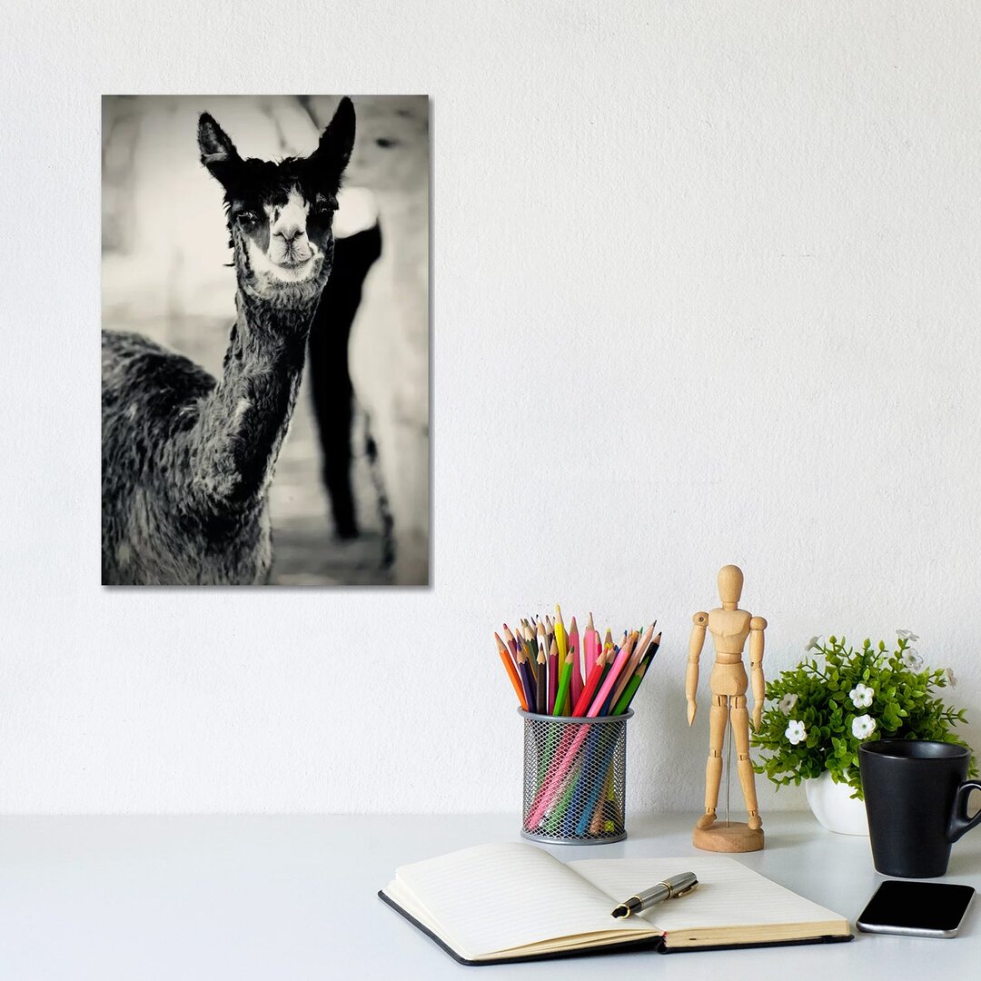 Happy Alpaca In Black And White von Susan Vizvary - No Frame Gallery-Wrapped Canvas Giclée on Canvas