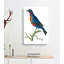 Superb Chatterer Bird by George Shaw - Wrapped Canvas-55330278