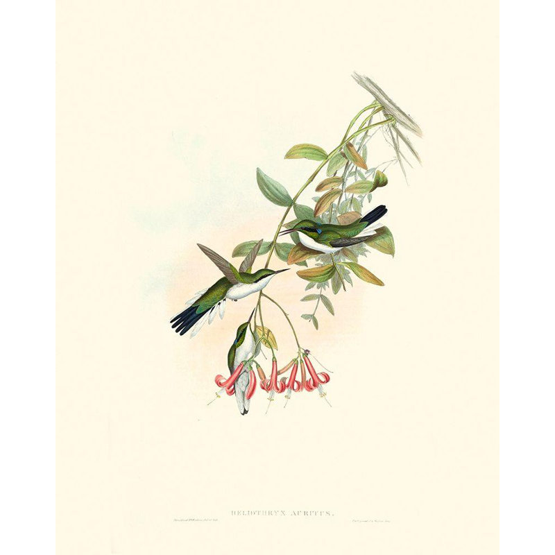 «Red Barrel Studio® Gould, John», reproduction d'art sur toile tendue: Hummingbird Delight V, H 34 po x l 28 po