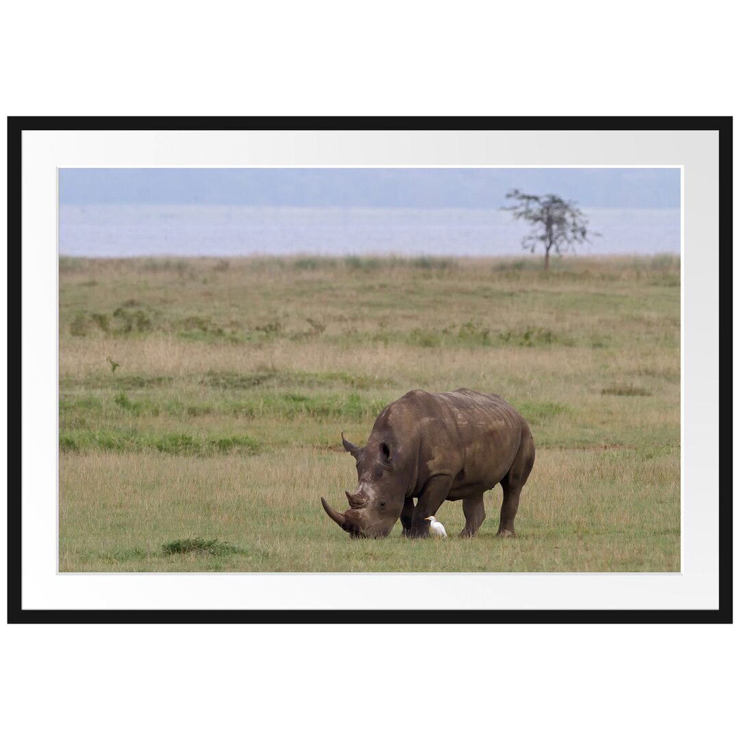 Gerahmtes Poster Großes Nashorn beim Fressen