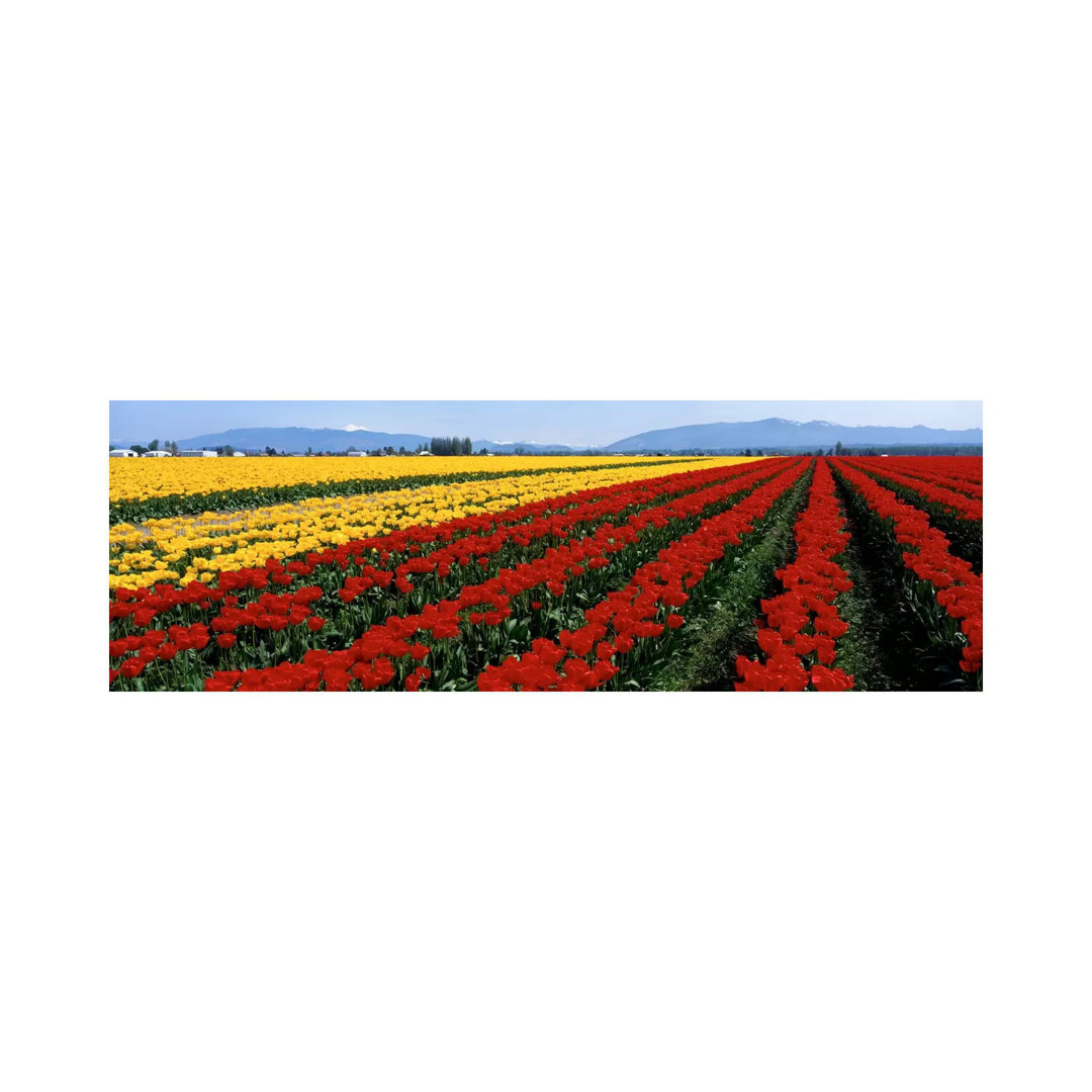 Tulip Field, Mount Vernon, Washington State, USA - Wrapped Canvas Panoramic Photograph
