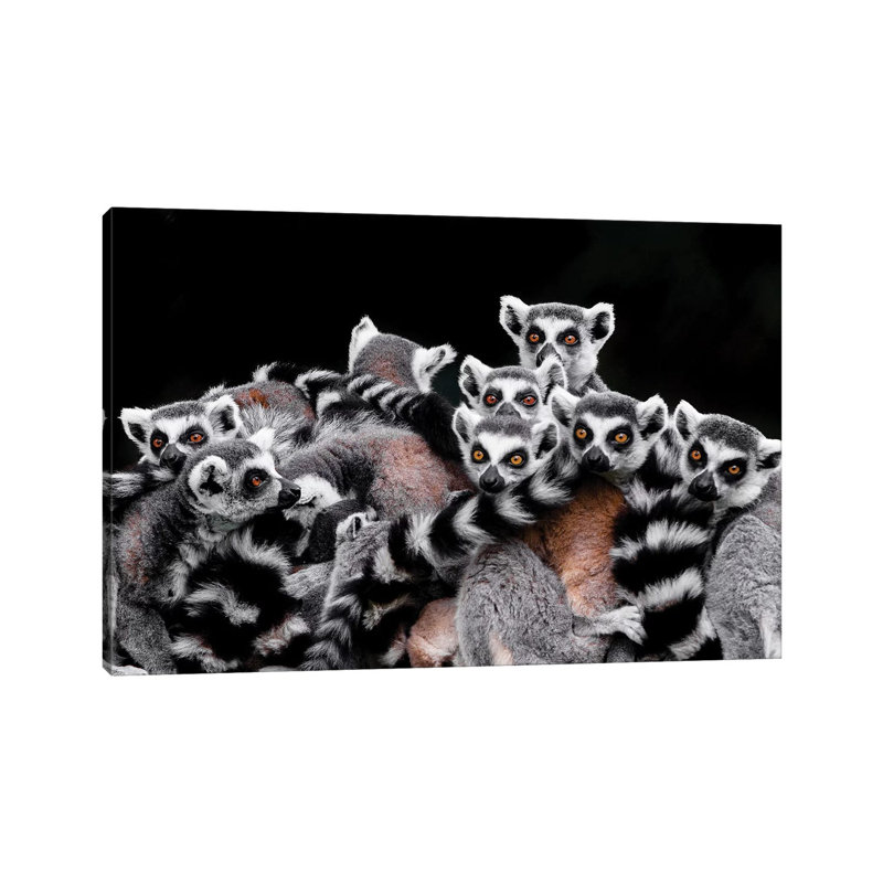 Lemurs by Goran Anastasovski - Wrapped Canvas Print, 20.32 cm H x 30.48 cm W