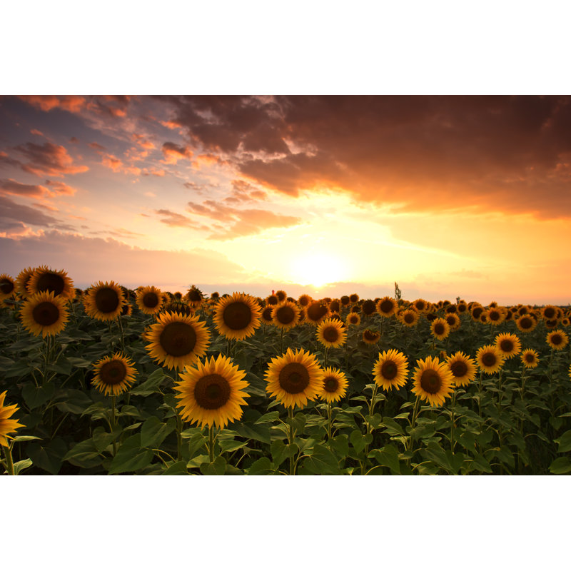 Field Of Sunflowers by Phant - Wrapped Canvas Print, 30cm H x 46cm W x 3.8cm D