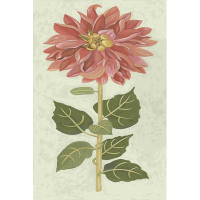 Dahlia non embelli I
