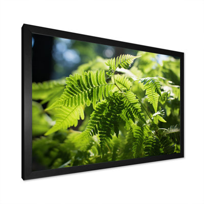 " Ferns Plant Dappled Sunlight "