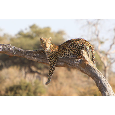 Leopard In Savuti - Wrapped Canvas Print